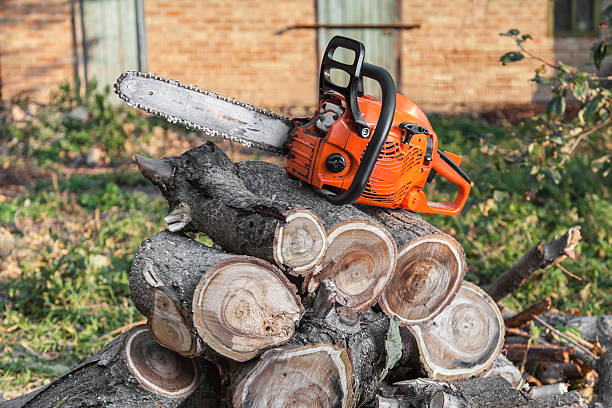 Best Emergency Tree Service  in Haverford College, PA